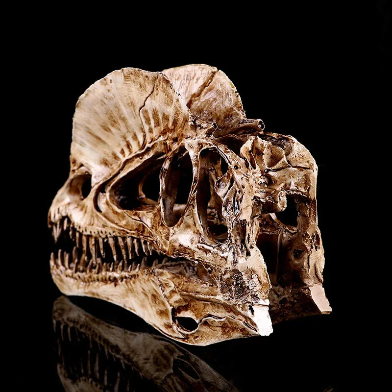 Dilophosaurus Skull Replica | Dinosaur Skull Decor | Museum Inspired Fossil Display | Natural History Collectible | Bookshelf Decor