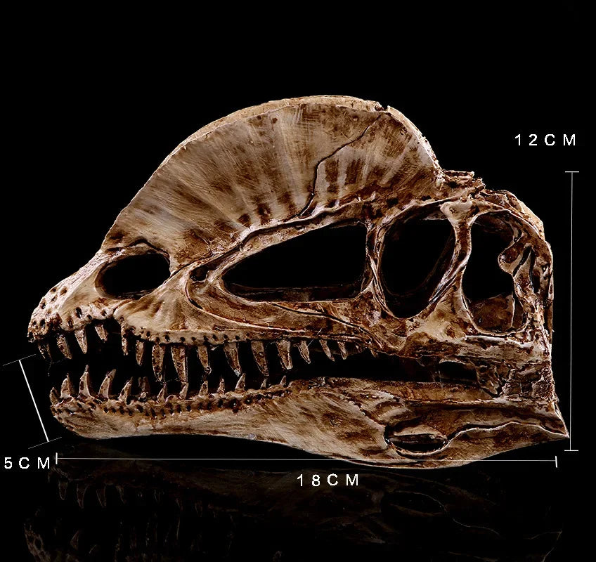 Dilophosaurus Skull Replica | Dinosaur Skull Decor | Museum Inspired Fossil Display | Natural History Collectible | Bookshelf Decor