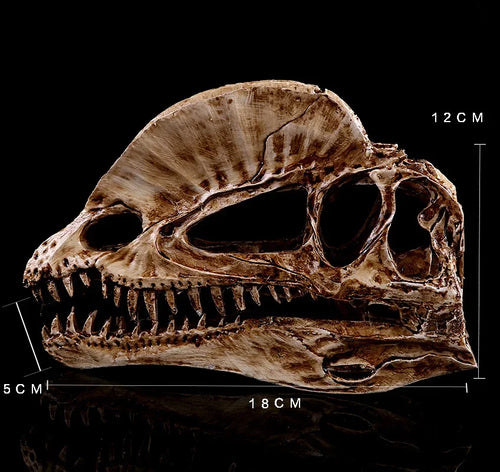 Dilophosaurus Skull Replica | Dinosaur Skull Decor | Museum Inspired Fossil Display | Natural History Collectible | Bookshelf Decor