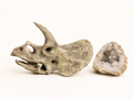 Triceratops Skull Replica 19cm approx | Dinosaur Skull Decoration | Prehistoric Fossil Display | Jurassic Home Décor