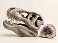 34cm Large T-Rex Skull Replica
