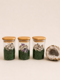 Dinosaur T-Rex Skull Real Crystal Terrarium Set of 3