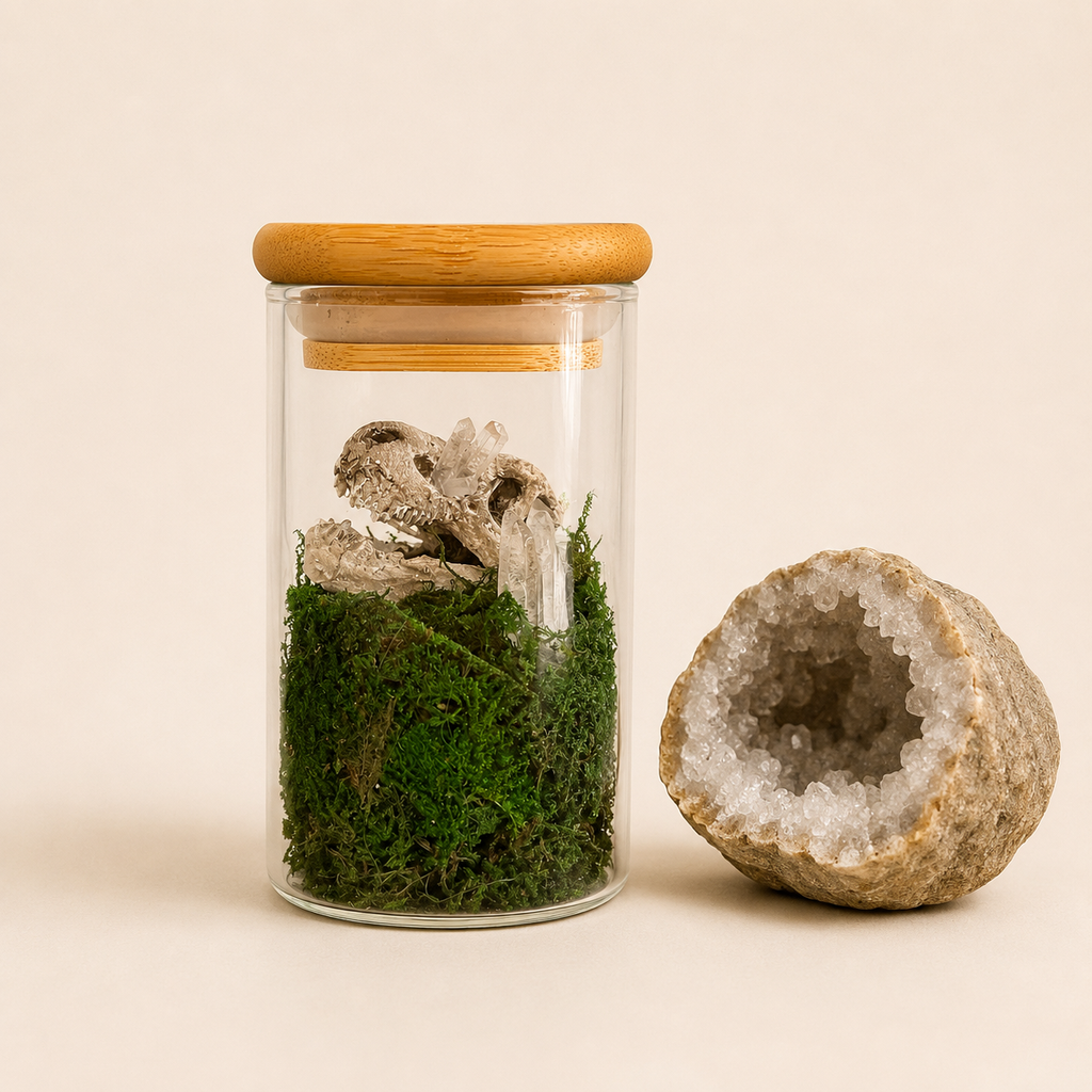 Dinosaur T-Rex Skull Real Crystal Terrarium Set of 3