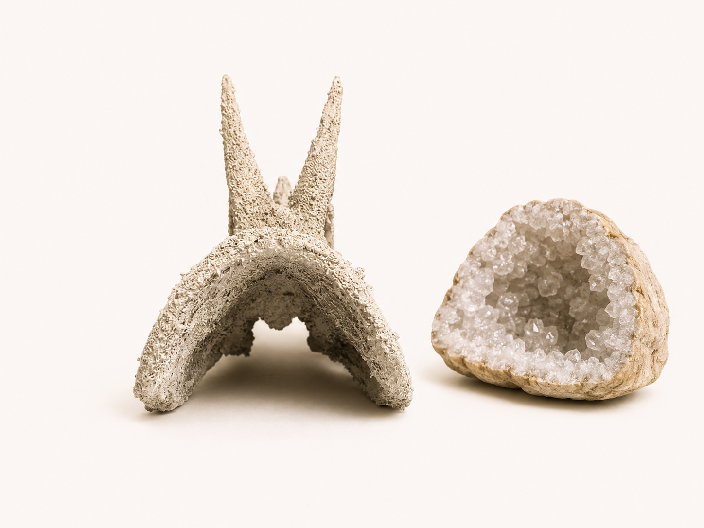Triceratops Skull Replica 19cm approx | Dinosaur Skull Decoration | Prehistoric Fossil Display | Jurassic Home Décor