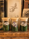 Dinosaur T-Rex Skull Real Crystal Terrarium Set of 3
